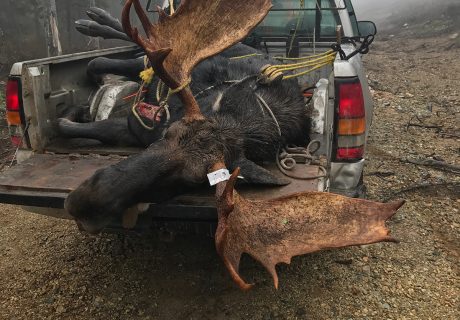 Adairs Outfitters Moose Hunting