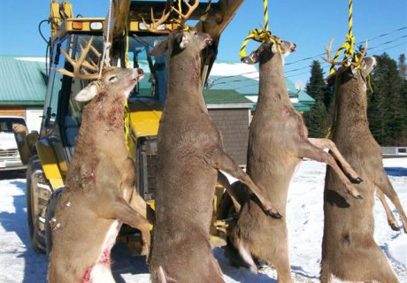 Deer Hunting