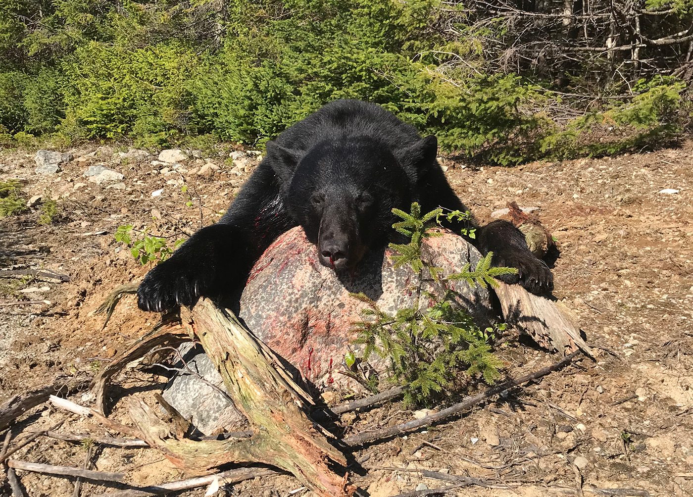 Hunted Black Bear Aspect Ratio 800 574
