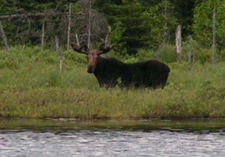Moose By The Lake