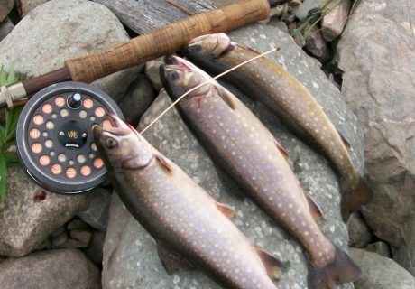 String Of Fish